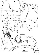 Espce Paraugaptiloides mirandipes - Planche 1 de figures morphologiques