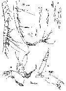 Espce Paraugaptiloides mirandipes - Planche 2 de figures morphologiques
