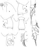 Espce Paraeuchaeta similis - Planche 3 de figures morphologiques