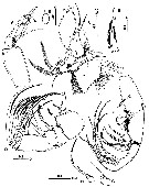 Espce Sarsarietellus suluensis - Planche 2 de figures morphologiques