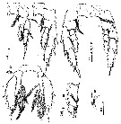 Espce Sarsarietellus suluensis - Planche 3 de figures morphologiques