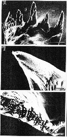 Espce Disseta palumbii - Planche 12 de figures morphologiques