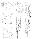 Espce Paraeuchaeta tycodesma - Planche 1 de figures morphologiques
