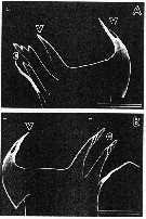 Espce Heterorhabdus spinifrons - Planche 14 de figures morphologiques