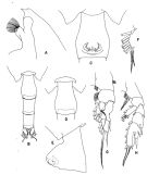 Espce Paraeuchaeta pseudotonsa - Planche 2 de figures morphologiques