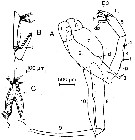Espce Paraeuchaeta norvegica - Planche 3 de figures morphologiques