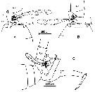 Espce Paraeuchaeta norvegica - Planche 4 de figures morphologiques