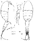 Espce Speleophriopsis canariensis - Planche 1 de figures morphologiques