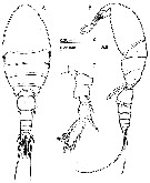 Espce Speleophriopsis canariensis - Planche 2 de figures morphologiques