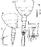 Espce Expansophria sarda - Planche 1 de figures morphologiques