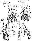 Espce Expansophria sarda - Planche 2 de figures morphologiques