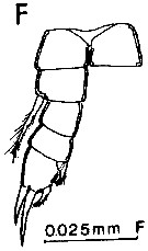 Espce Expansophria galapagensis - Planche 6 de figures morphologiques