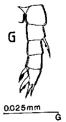 Espce Expansophria dimorpha - Planche 6 de figures morphologiques