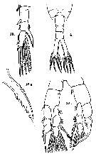 Espce Sinocalanus sinensis - Planche 4 de figures morphologiques