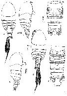 Espce Pseudocyclops lakshmi - Planche 1 de figures morphologiques