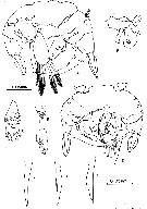 Espce Pseudocyclops lakshmi - Planche 7 de figures morphologiques