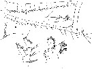 Espce Subeucalanus pileatus - Planche 8 de figures morphologiques