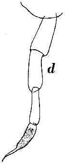 Espce Subeucalanus crassus - Planche 7 de figures morphologiques