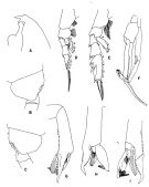 Espce Paraeuchaeta exigua - Planche 4 de figures morphologiques