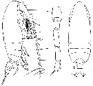 Espce Acrocalanus andersoni - Planche 6 de figures morphologiques
