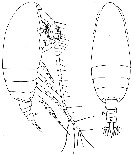 Espce Paracalanus aculeatus - Planche 5 de figures morphologiques