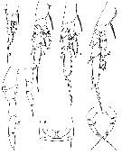 Espce Paracalanus aculeatus - Planche 6 de figures morphologiques