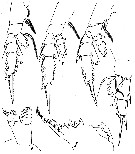 Espce Euchirella splendens - Planche 7 de figures morphologiques
