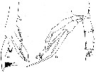 Espce Paraeuchaeta gracilis - Planche 2 de figures morphologiques