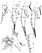 Espce Paraeuchaeta aequatorialis - Planche 5 de figures morphologiques