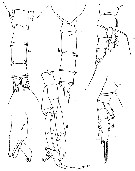 Espce Paraeuchaeta aequatorialis - Planche 6 de figures morphologiques