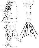 Species Paraeuchaeta calva - Plate 6 of morphological figures