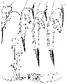 Espce Paraeuchaeta calva - Planche 8 de figures morphologiques