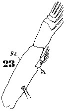 Espce Subeucalanus subtenuis - Planche 6 de figures morphologiques