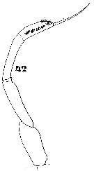 Espce Subeucalanus subtenuis - Planche 9 de figures morphologiques