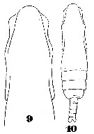 Espce Subeucalanus subtenuis - Planche 8 de figures morphologiques