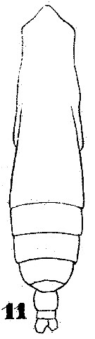 Espce Subeucalanus subtenuis - Planche 3 de figures morphologiques