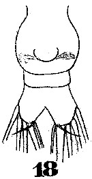 Espce Subeucalanus subtenuis - Planche 5 de figures morphologiques