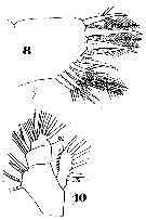 Espce Subeucalanus crassus - Planche 11 de figures morphologiques