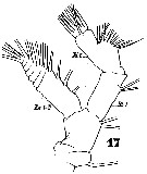 Espce Subeucalanus crassus - Planche 9 de figures morphologiques