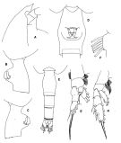 Espce Paraeuchaeta abbreviata - Planche 3 de figures morphologiques
