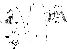 Espce Subeucalanus crassus - Planche 8 de figures morphologiques