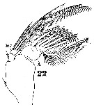 Espce Subeucalanus crassus - Planche 14 de figures morphologiques