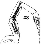 Espce Subeucalanus crassus - Planche 15 de figures morphologiques