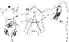 Espce Eucalanus hyalinus - Planche 13 de figures morphologiques