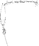 Espce Eucalanus hyalinus - Planche 17 de figures morphologiques