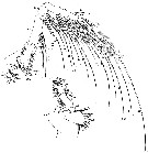 Espce Eucalanus hyalinus - Planche 14 de figures morphologiques