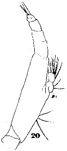 Espce Eucalanus hyalinus - Planche 15 de figures morphologiques