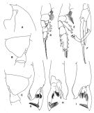 Espce Paraeuchaeta abbreviata - Planche 4 de figures morphologiques