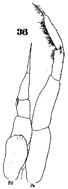 Espce Eucalanus hyalinus - Planche 18 de figures morphologiques