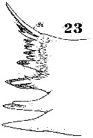Espce Disseta palumbii - Planche 17 de figures morphologiques